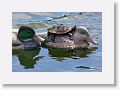 The turtle was not fooled by these Duck decoys.